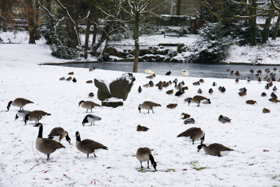 Pond in winter, par Xavier E. G. Dierick